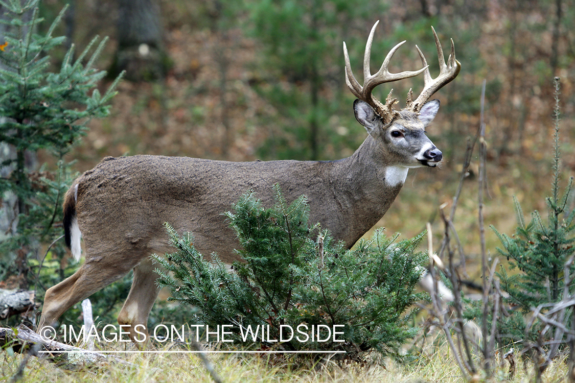 White-tailed buck in habitat. *