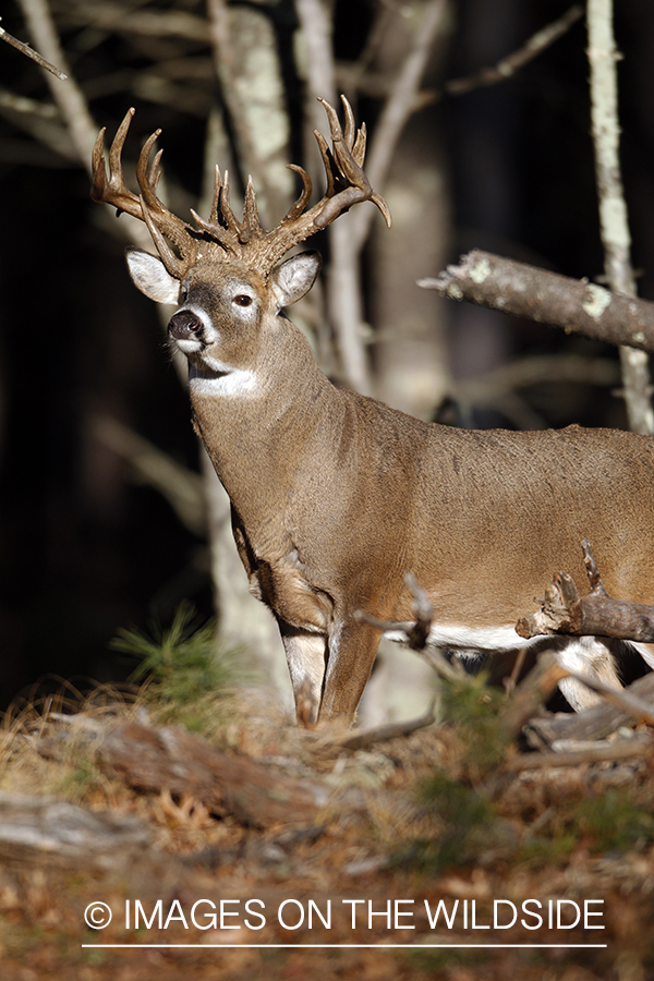 White-tailed buck in habitat. *