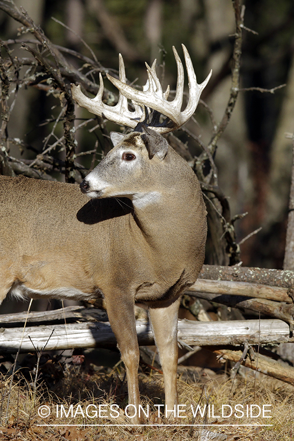 White-tailed buck in habitat. *