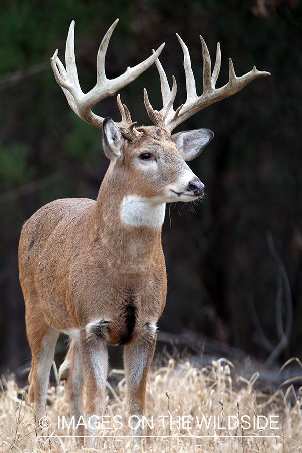 White-tailed buck in habitat. 