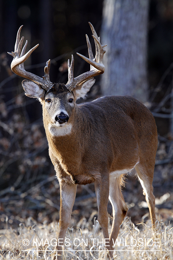 White-tailed buck in habitat. *