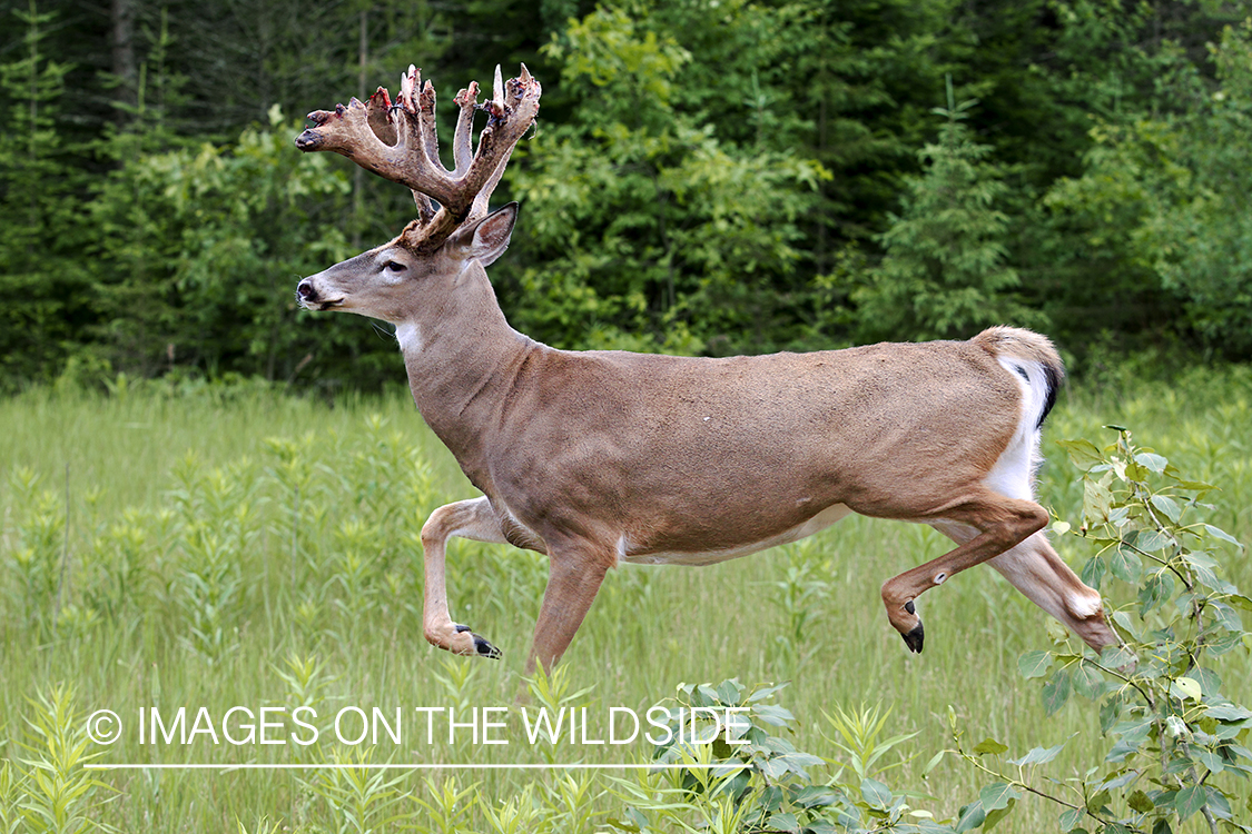 White-tailed buck in summer habitat *