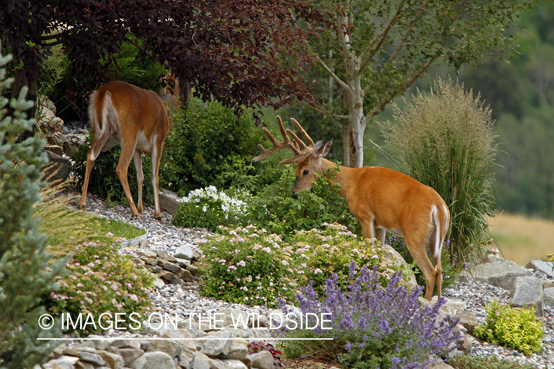 White-tailed buck in velvet. 