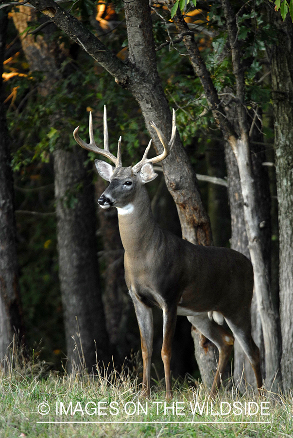 White-tailed buck in habitat. 