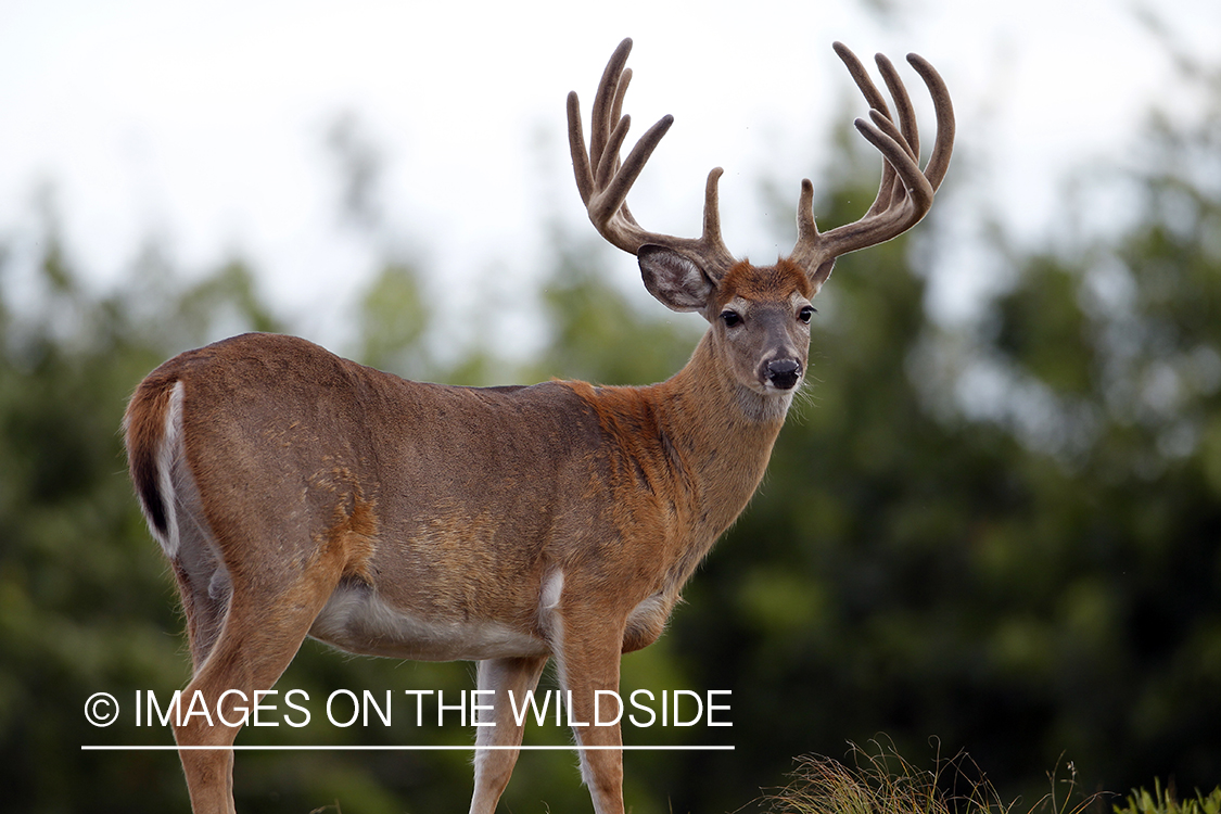 White-tailed buck in velvet.  