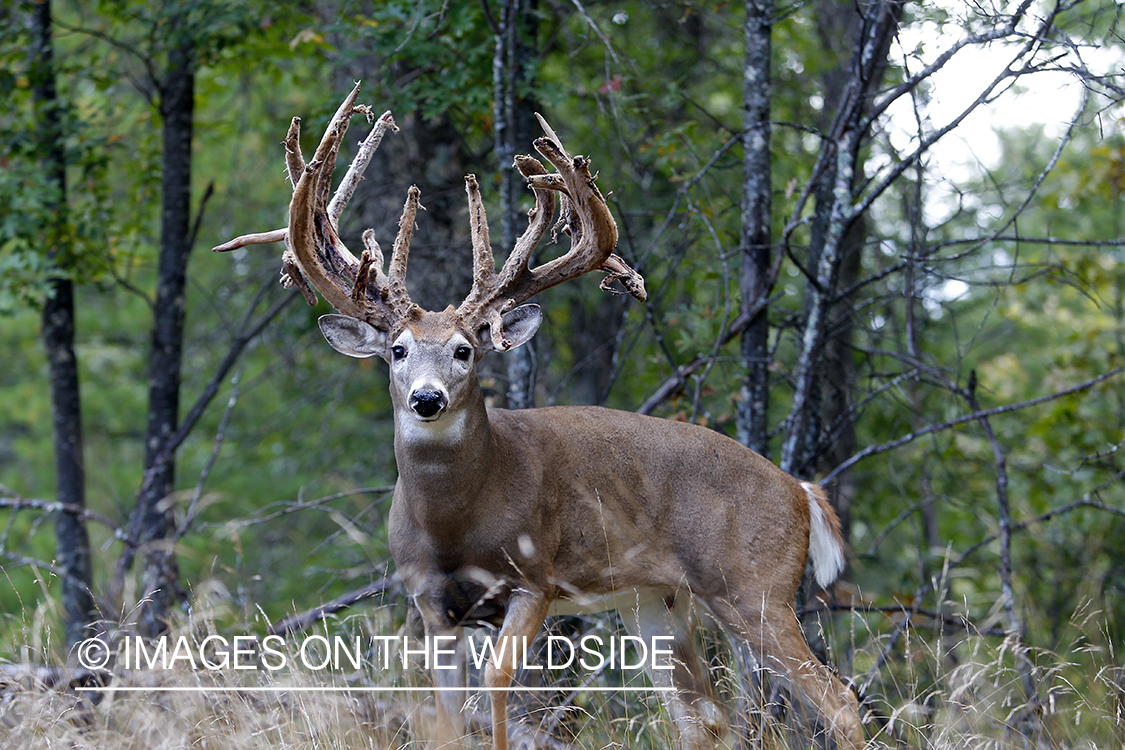 White-tailed buck shedding velvet.  