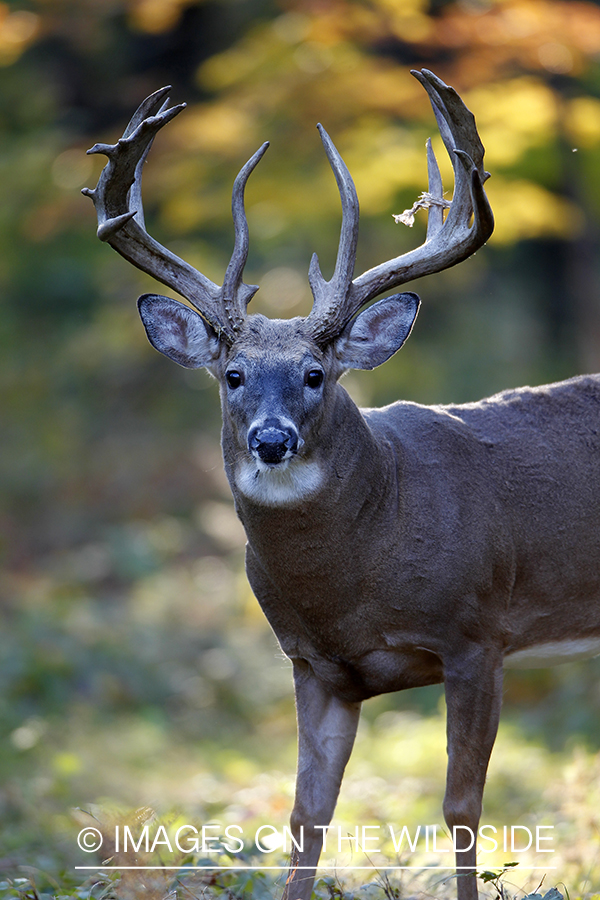 White-tailed buck in habitat. 