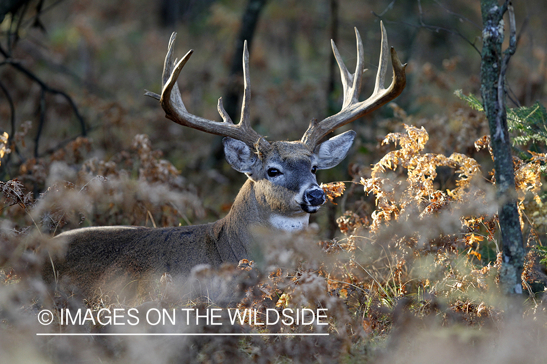 White-tailed buck in habitat. 