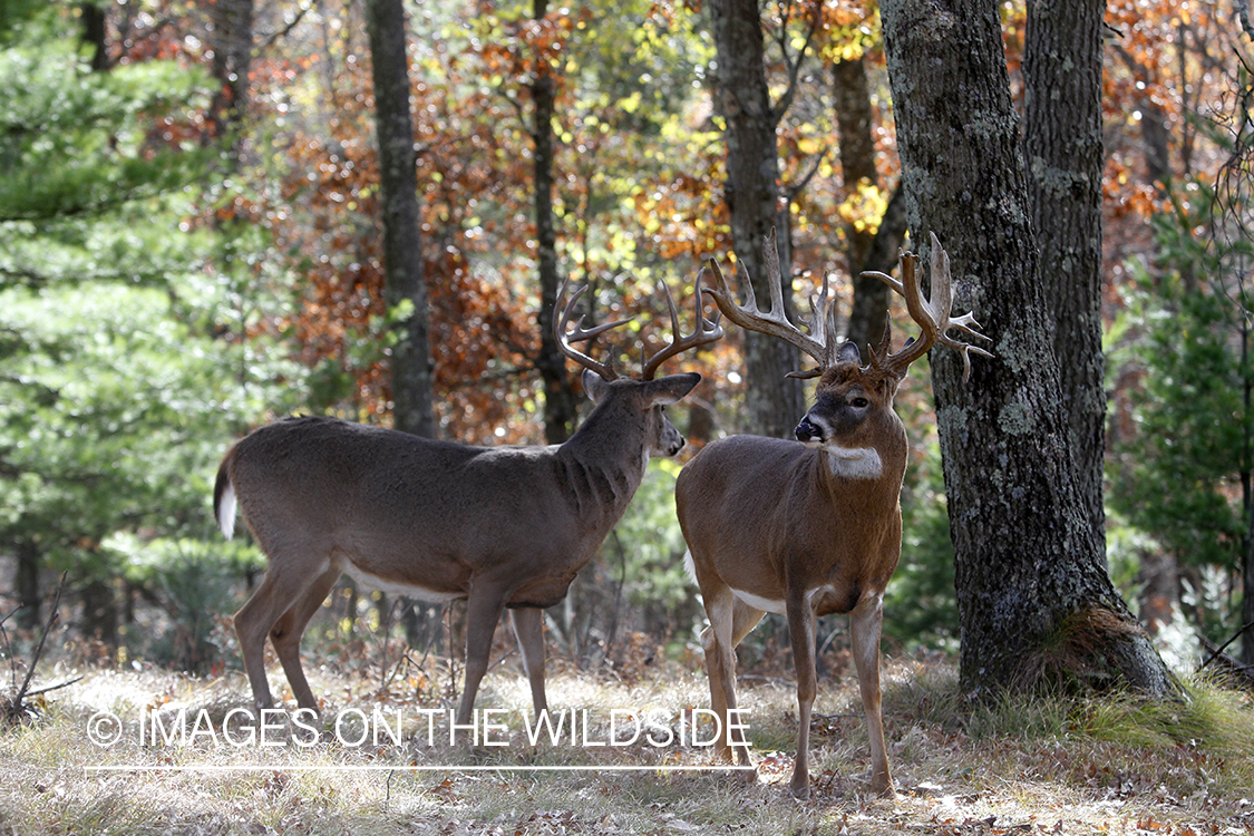 White-tailed bucks in habitat.  