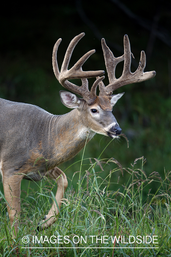 White-tailed buck in habitat.