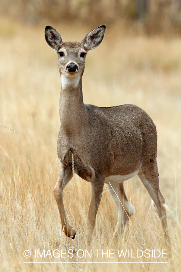 White-tailed doe in habitat.