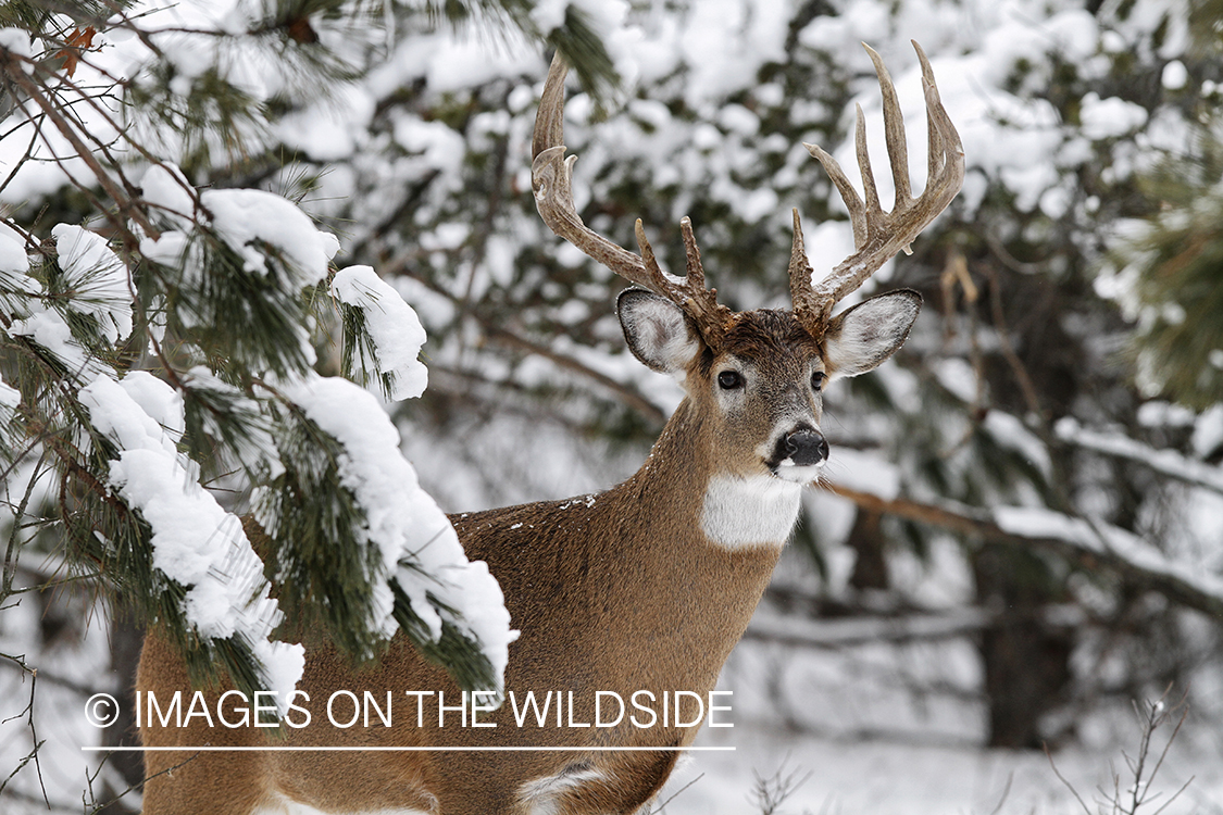 White-tailed buck in winter habitat.