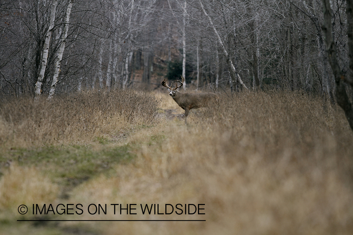 White-tailed buck in habitat.