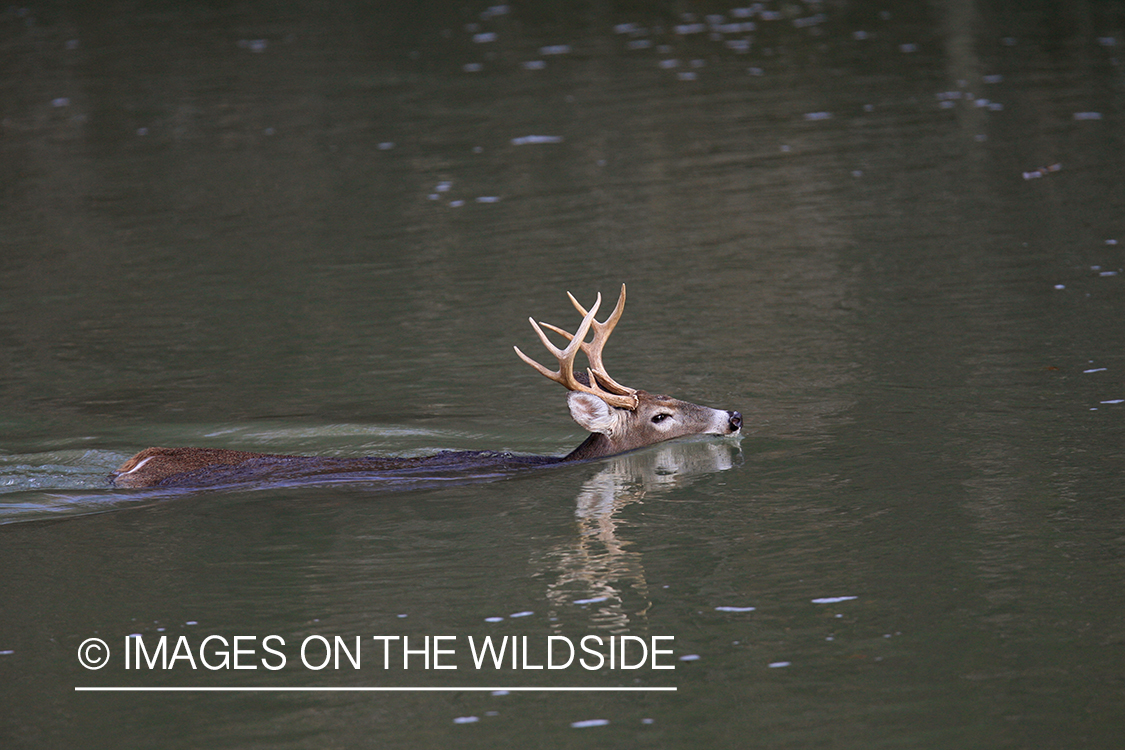 White-tailed buck swimming.