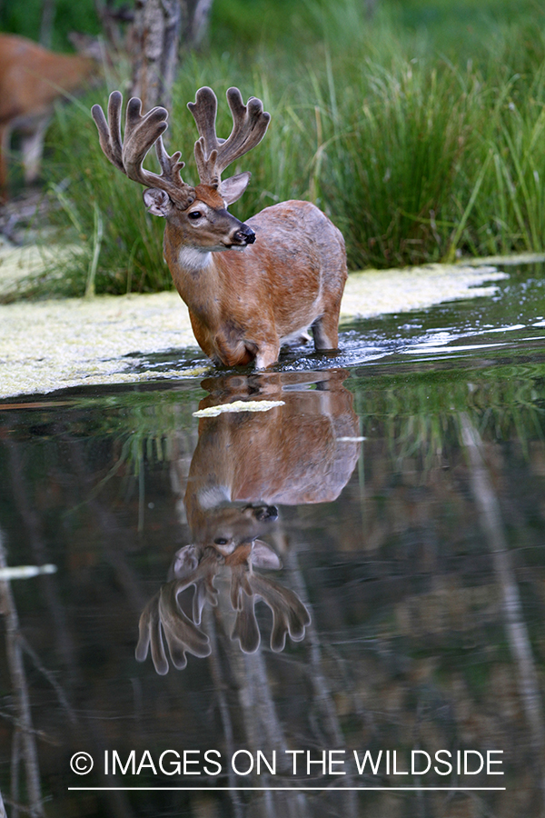 White-tailed buck with reflection in habitat.