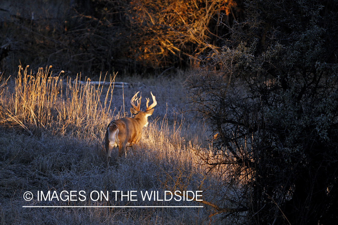 White-tailed buck in habitat.