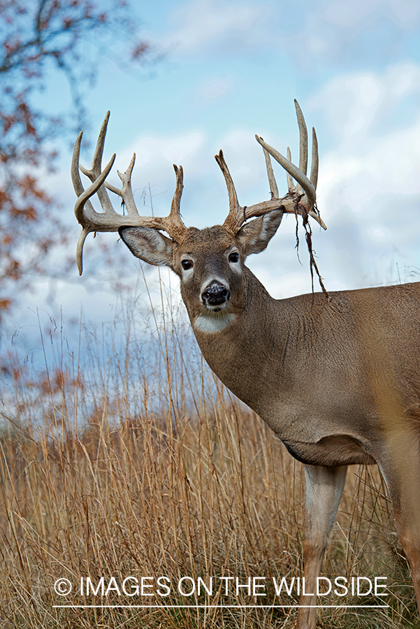 White-tailed buck losing velvet.