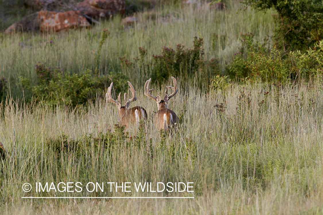 White-tailed bucks in velvet.