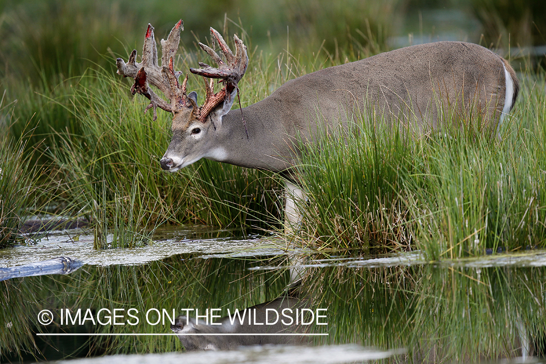 White-tailed buck with reflection.