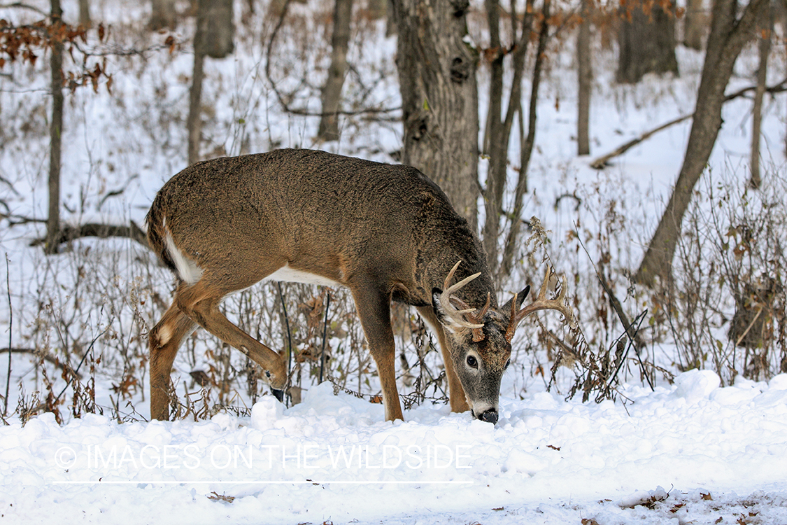 White-tailed buck in habitat.