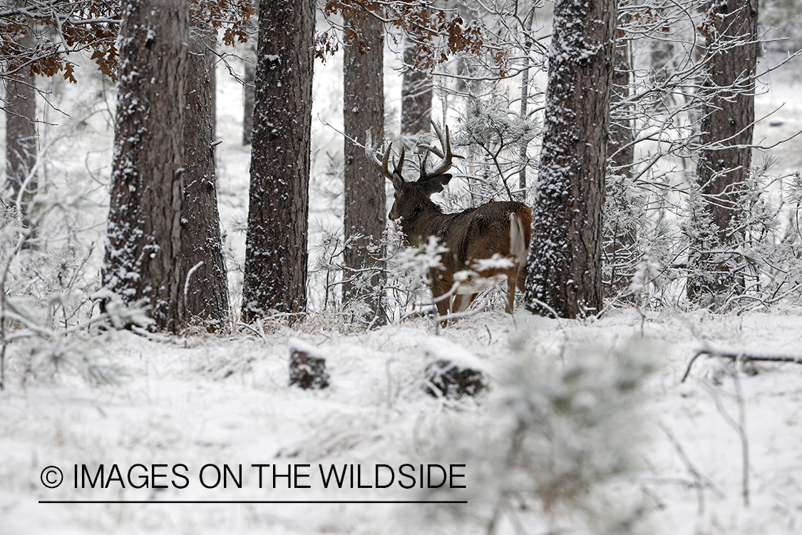 White-tailed buck in winter habitat.