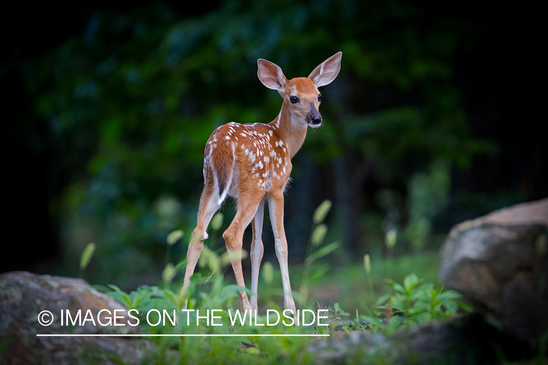 White-tailed fawn in habitat.