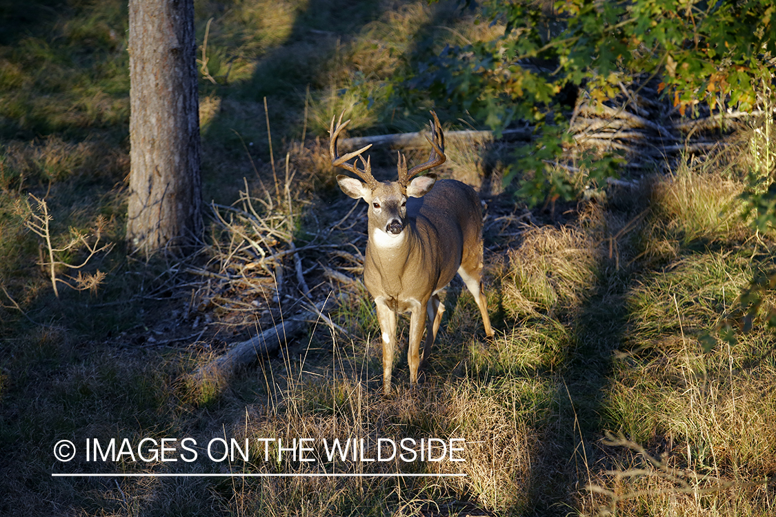 White-tailed buck photographed from tree stand.