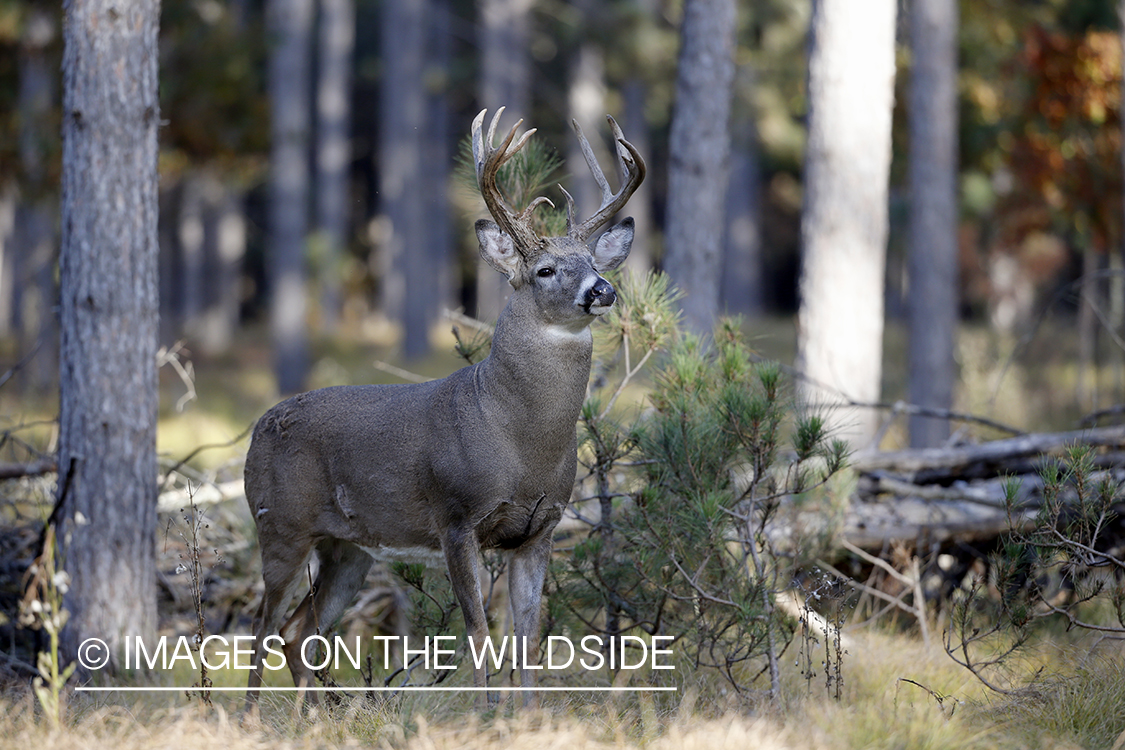 White-tailed buck in the Rut in habitat.