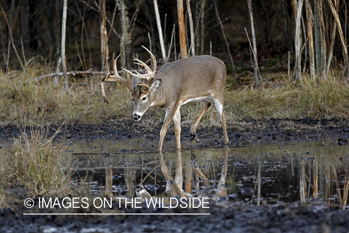 White-tailed buck drinking water with reflection.