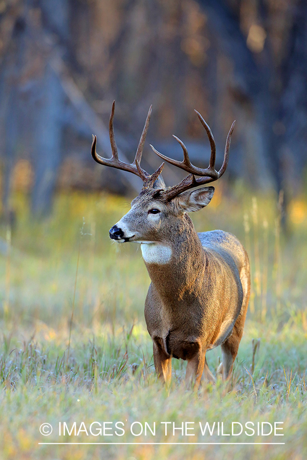 White-tailed buck in habitat.