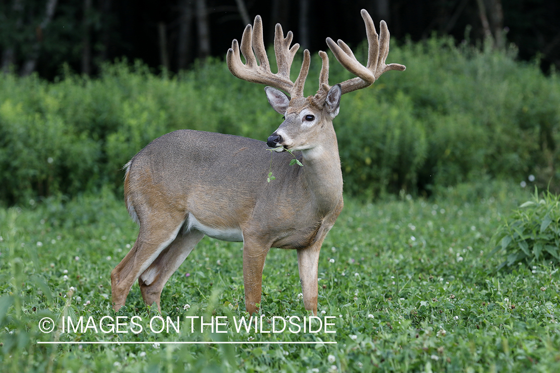 White-tailed buck in velvet.