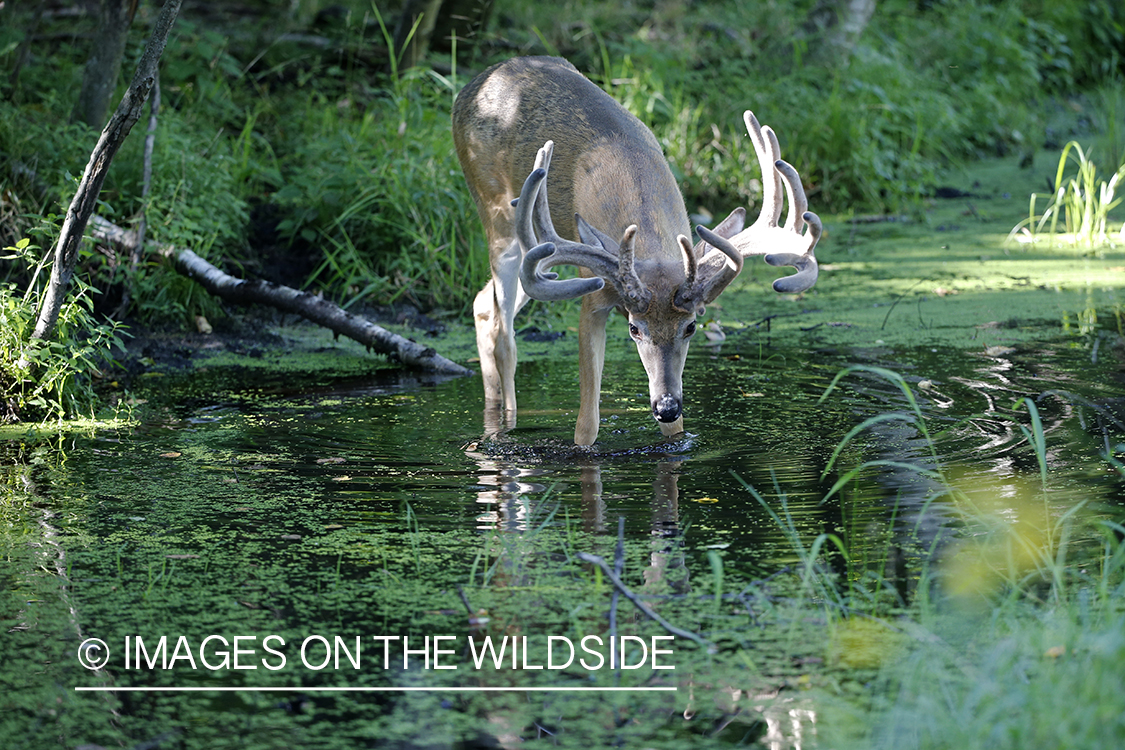 White-tailed deer in velvet next to water. 