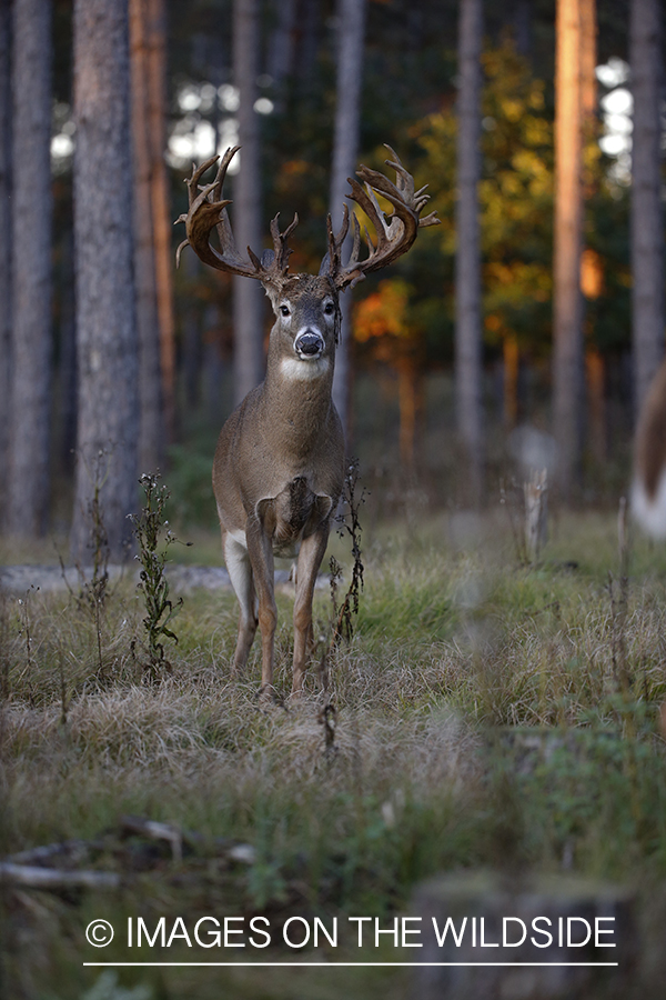 White-tailed buck in field.