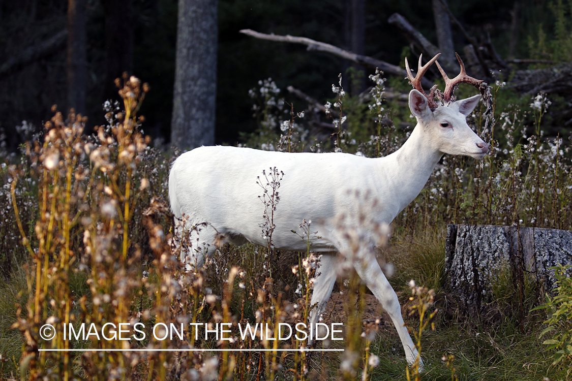 Albino white-tailed buck in field.