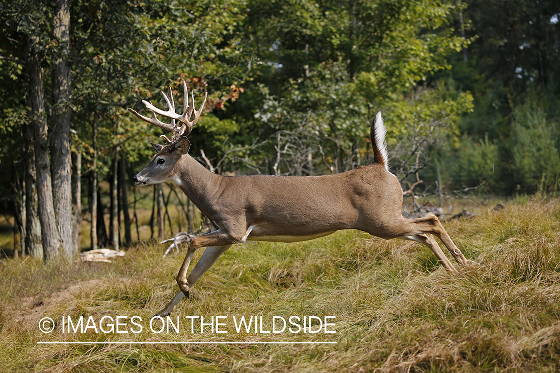 White-tailed buck in the rut.