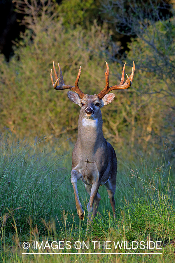 White-tailed buck in the rut.