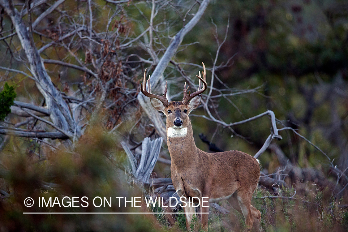 White-tailed buck in field.