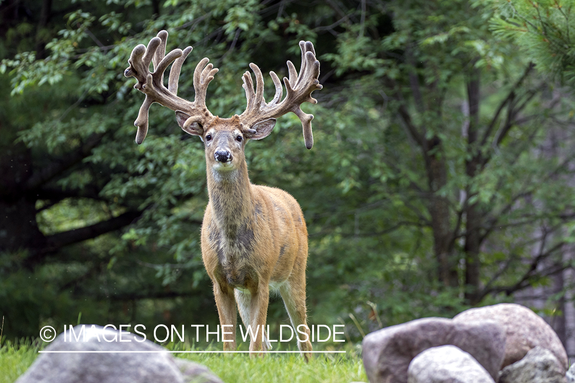 White-tailed buck in Velvet.