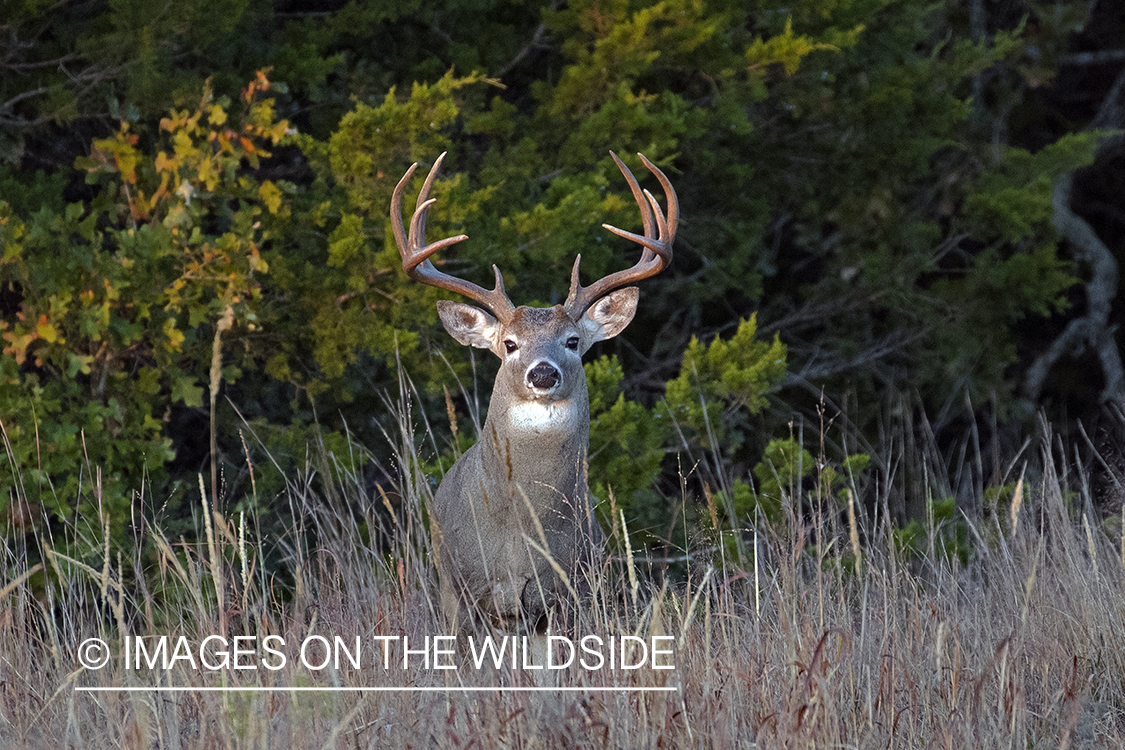 White-tailed buck in field.