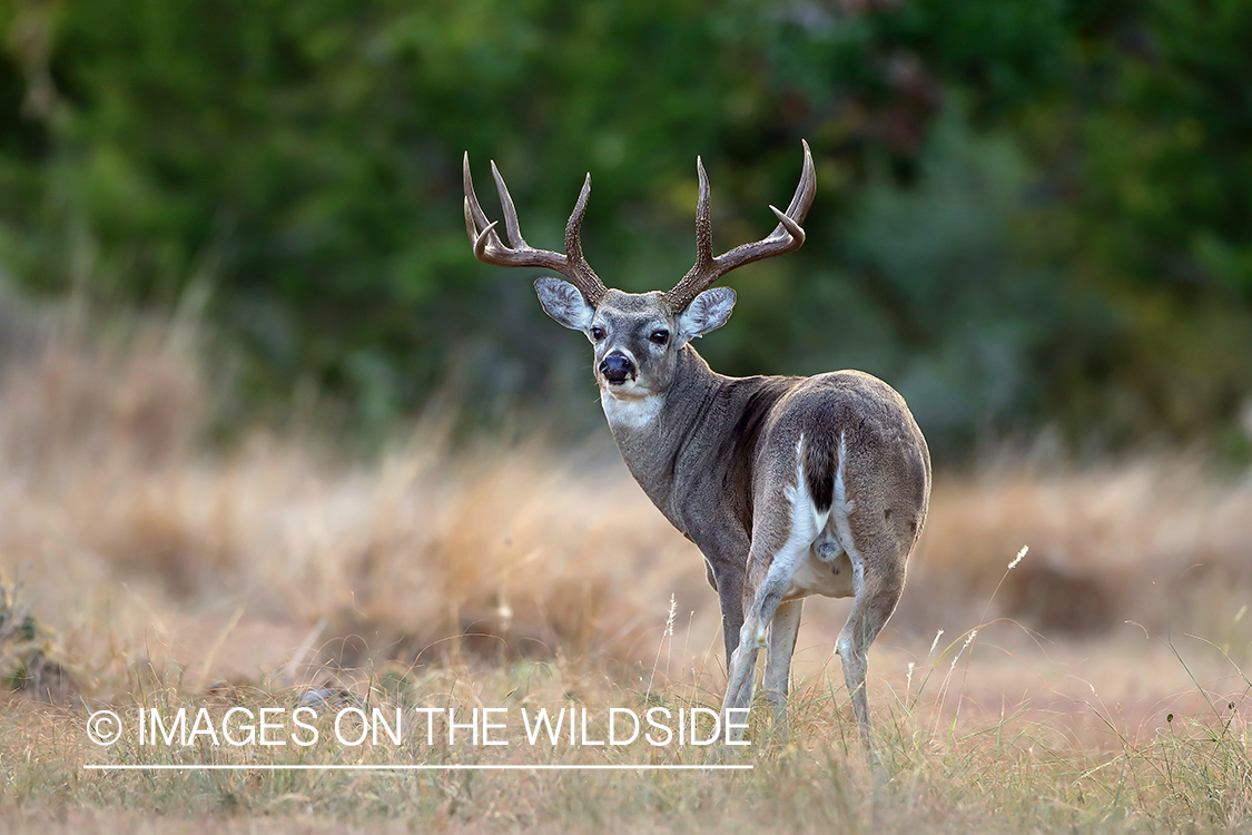 White-tailed buck in field.