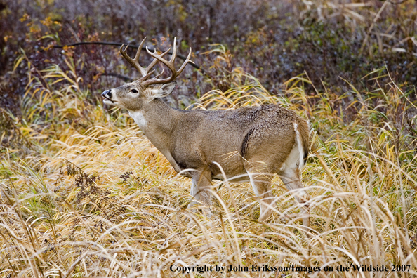 White-tailed deer in habitat