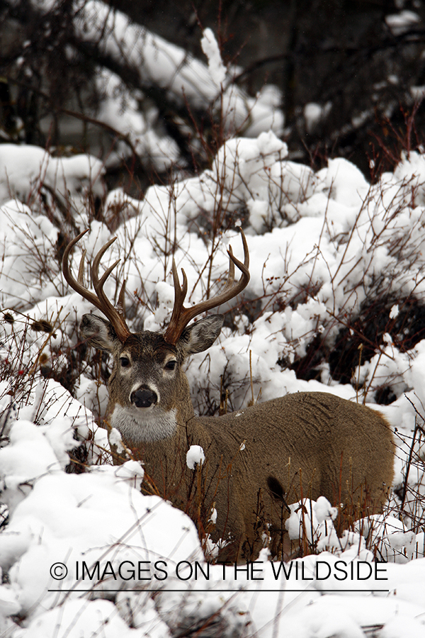 White-tailed deer in habitat