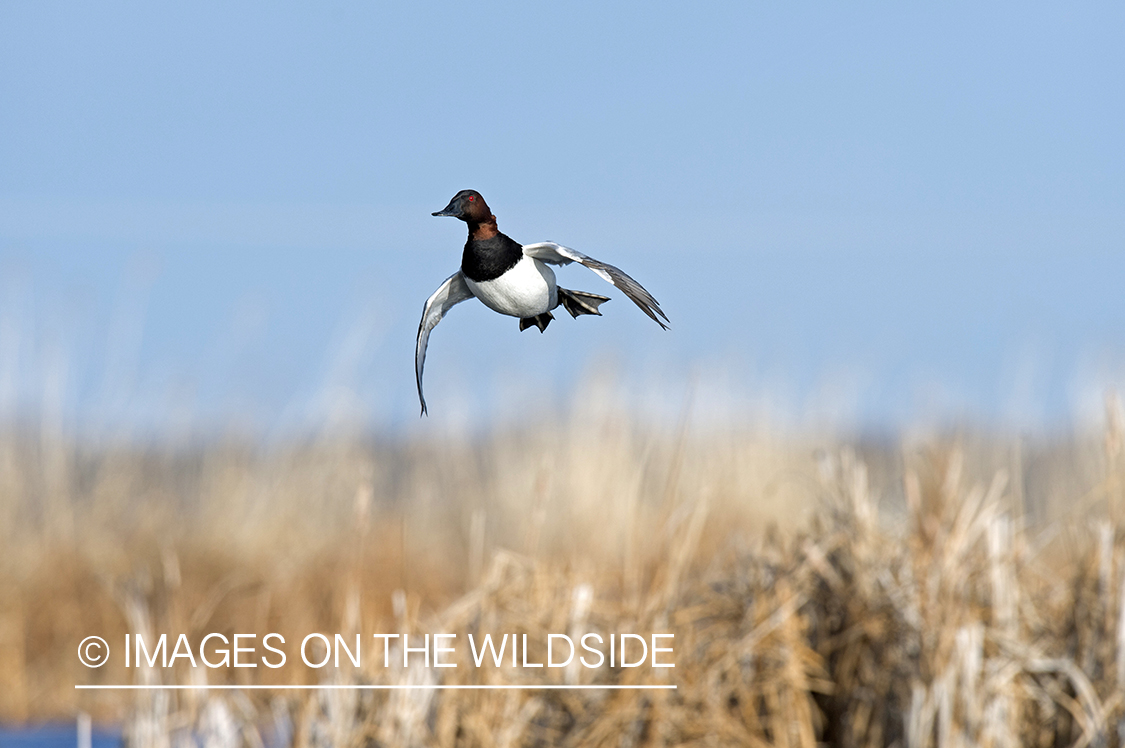 Canvasback in habitat.