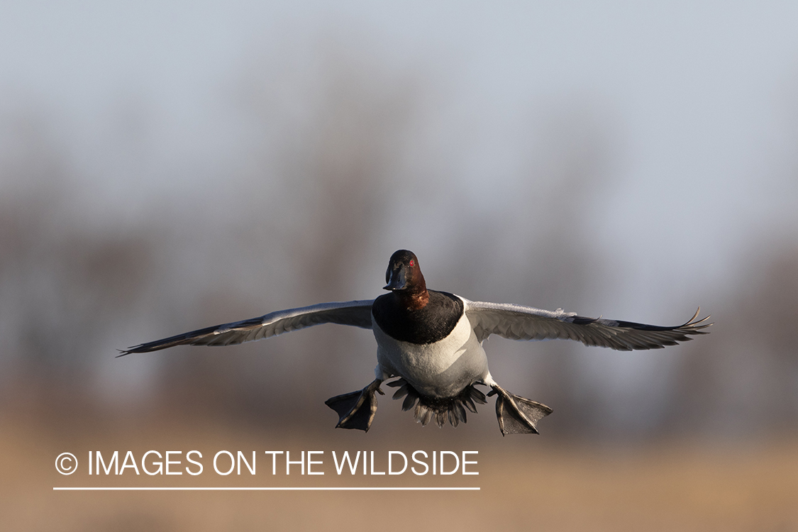 Canvasback drake in flight.