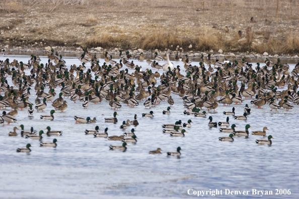 Flock of mallards in flight.