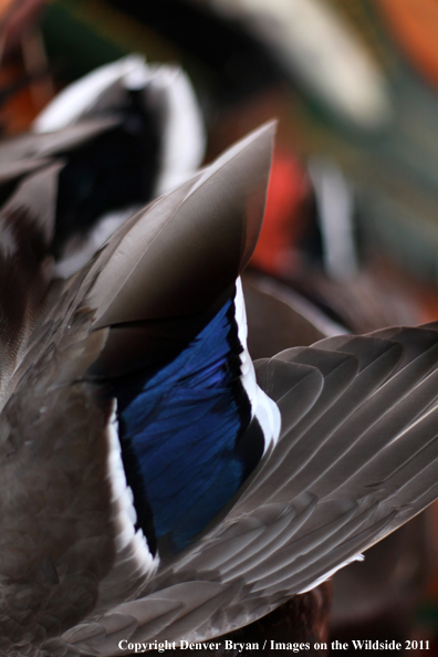 Hanging bagged mallard. 