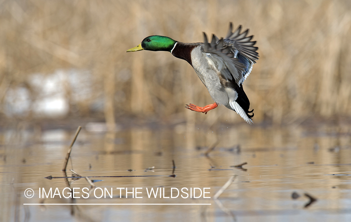 Mallard in flight.