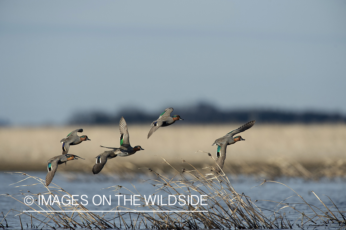 Green-winged Teal in flight.