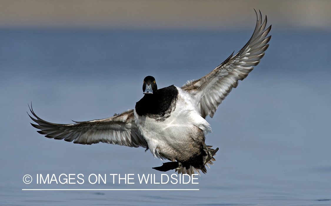 Lesser Scaup landing on water.