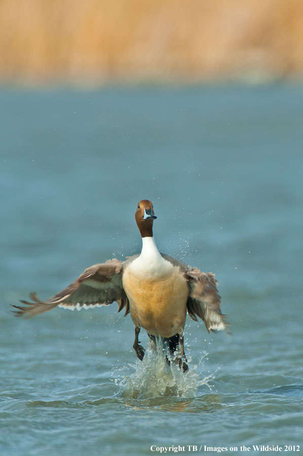 Pintail Ducks in wetland.